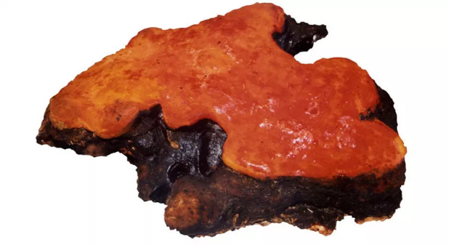 Organic Antrodia Mushroom Powder