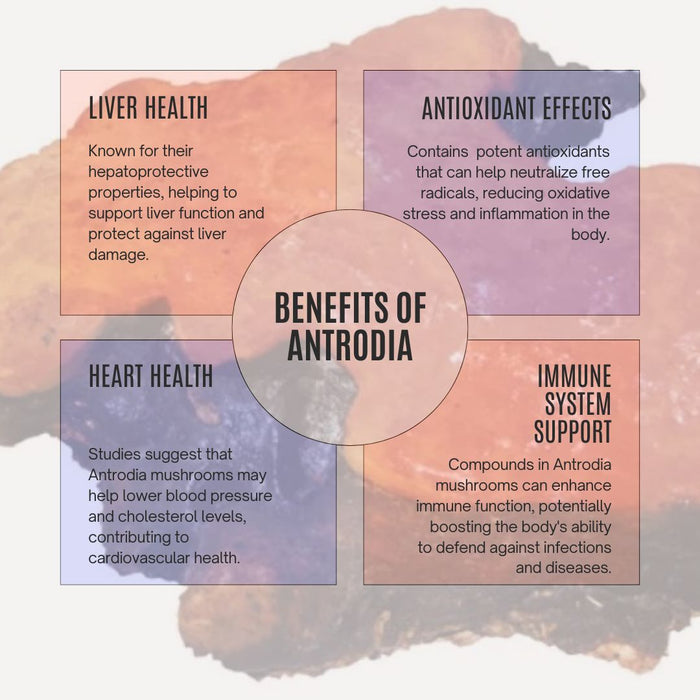 Organic Antrodia Mushroom Powder