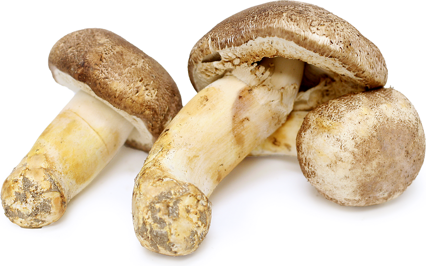 Organic Himematsutake Agaricus Blazei Mushroom Powder