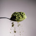 Dolce Superfoods moringa powder on spoon against light background