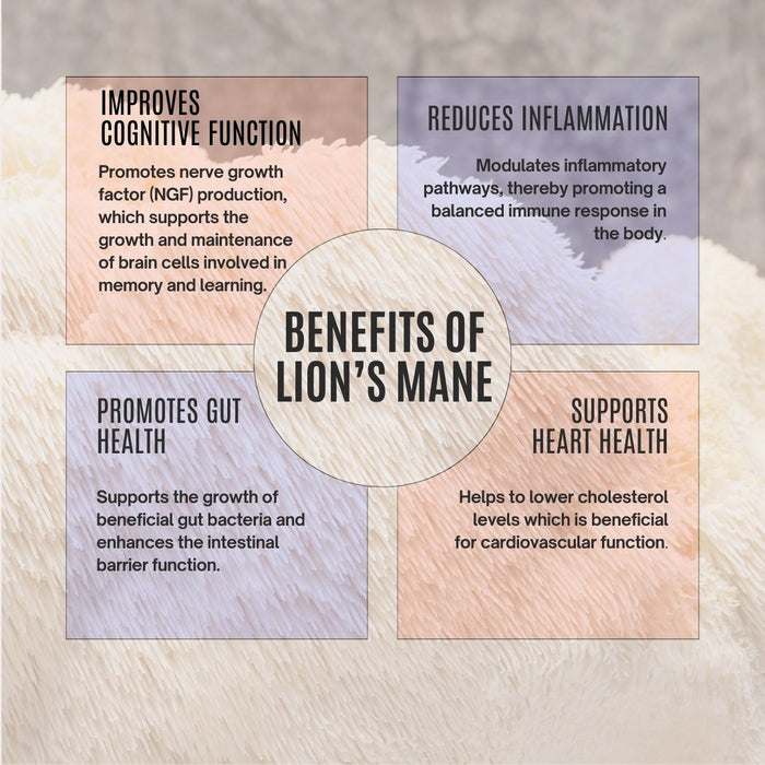 Bulk Organic Lions Mane Extract Powder