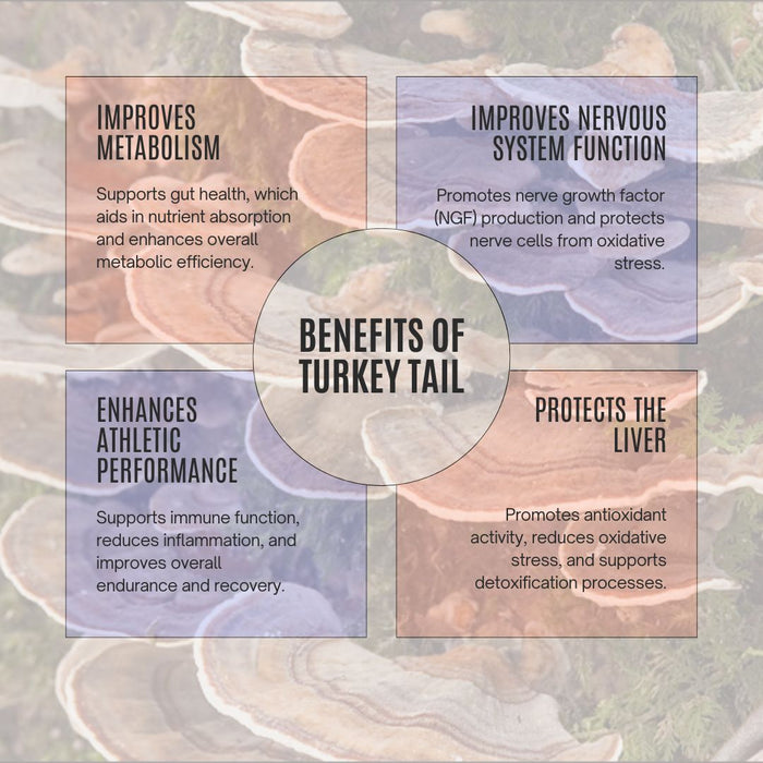 Organic Bulk Turkey Tail Extract Powder